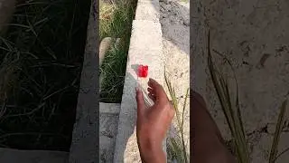 Catch big frogs funny |Try don't laugh |wepwepcatching frogs make you laugh #shortsviral
