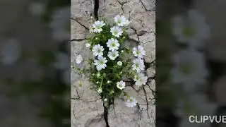 bir mucize olsa..delice yaşasam sevdamı derya Gültekin