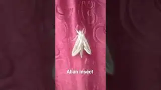 Alian insect #trending #youtubeshorts #short #like