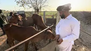 AADITYA FARM | JUNA NAGDAVAS | MONARK RATHOD | #farming #villagelife
