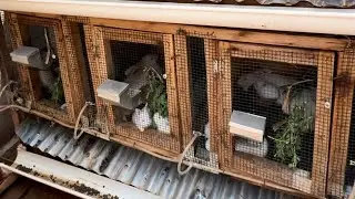 Smart rabbit farming and great cage designs