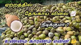 தேங்காய் விலை‌ ஏற்றத்தில் 📈 வாங்க பார்க்கலாம்! | Coconut Wholesale Business | Tamil 