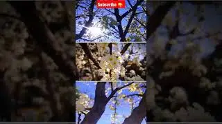 Beginning of Spring season at Swat Valley #short #swat #GulQadarShahOfficial #youtubeshorts