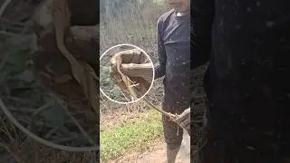 King of 🐍 control#shortschallenge#shortscompetition#shortsprank#DareMe#ViralChallenge#TrendAlert