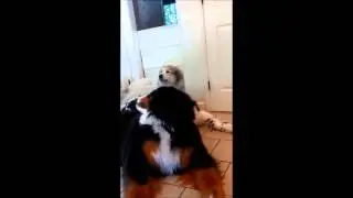 2 Out of 3 Big Dogs Love Vivaldi