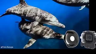 【イルカ】UFL-GR140 ZD　Insta360 Ace Pro 2