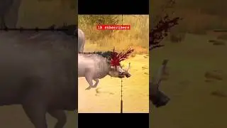 Wild sugar hunting in namibia forest #shorts #deerhunting #huntingshorts #deerhunt