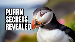 Puffin facts!