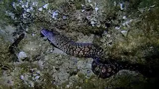 Muraena helena (Mediterranean moray)