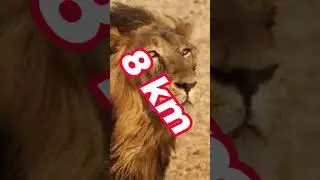 Amazing facts about Lions