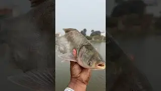 😲Most Amazing Fish Caught by a Fisherman😱#video #fish #viralvideo #shorts #trending #viral #short