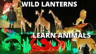 WILDLANTERN AT THE ZOO | LEARN ANIMALS | ANIMAL LIGHTS AND DISPLAY
