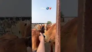 Maa 🌎❤️&zwj;🩹#ॐ卐 #gaumata #ॐनमःशिवायधुन #motivation #cow #viralyoutubeshorts #shorts