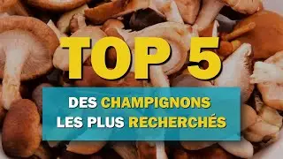Top 5 des champignons les plus recherch&eacute;s
