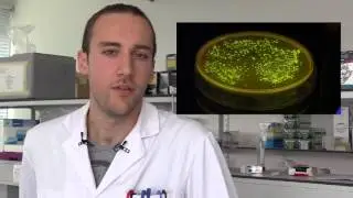Expression-Enhanced Fluorescent Proteins Based on Enhanced Green Fluorescent Protein