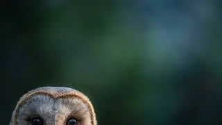 Totem LoFi Beats (the barn owl mixes) Compassion, Muse
