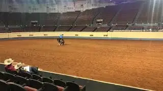 Spin N Whiz 2013 Stallion