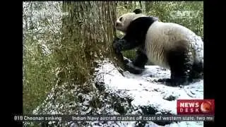 Infrared cameras record pandas during mating season