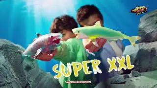 Super Animals - Sharks &bull; 14er Display