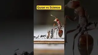 Qur'an vs Science | Power of Allah | Islamic Facts #quran #allah #shortsfeed #facts #ants #science