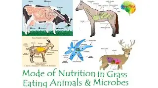 Class 7 Mode of Nutrition in Animals (digestion in grass eating animals & microbes)