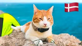 Watch this CAT Explore DENMARK - ( CAT POV )
