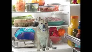 My Dog Opens the Refrigerator Door - Frankie the Fridge Raider