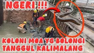  GAWAT !! KOLONI MOA !!  RAKSASA  SUBUR DI KALIMALANG , JEBOL TANGGUL