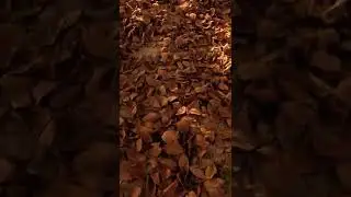 Walking on fallen and dried leaves bed! Use earphone and enjoy! 😍😊