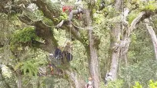 Climbing the Big VIP Tree in Costa Rica
