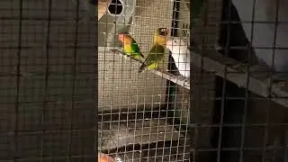 New lovebird entry - LBG