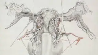 Integrado Ginecolog&iacute;a: Anatom&iacute;a del Piso P&eacute;lvico | Daniel Casanova Mart&iacute;nez