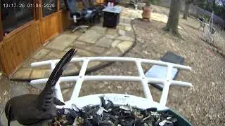 Birdcam:  Bewick's Wren
