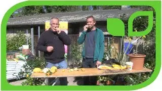 Tasting Lemons