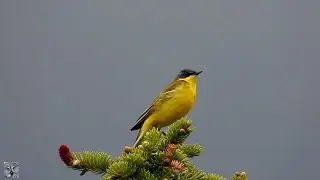 Yellow wagtail,Gulerle,Жёлтая трясогузка,Schafstelze,Gele kwikstaart,Pliszka ż&oacute;łta,Trasochvost žlt&yacute;