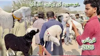 Karachi Bakra Mandi Lalukhet Latest Rates Update 08 Feb 2026 || Qurbani Season 2026