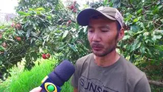 Produção de lichia é destaque na região de Marialva
