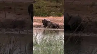 Buffalo mud bathing #wildlife #nature #animals #buffalo #mud #bathing