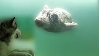 Malamute Visits A Seal Sanctuary!