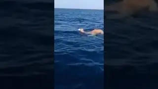 Camel swims  They say camels can swim for hours - Amazing Earth Short Videos