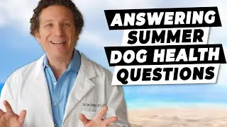 How To Keep Your Dog Safe (And Cool) This Summer | Ask A Vet