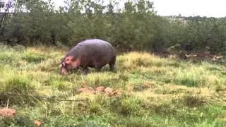 hippo chilling out the water