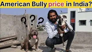American Bully Price in India 2025 | American Bully Price | Pocket, Micro, XL bully 