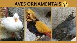 Visitando o Sítio 5 irmãos (mini cool, pavão, faizão e mais) | Coração Campeiro