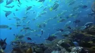Song of Whales - El Canto de las Ballenas - Wingmakers - Subtitles
