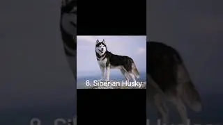 15 Strongest Dogs In The World #dogs #strongestdogs #shorts