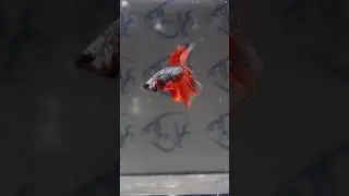 ER31   Red Dragon Butterfly HM M