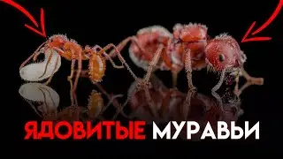 САМЫЕ ядовитые муравьи &mdash; Pogonomyrmex anzensis | maricopa