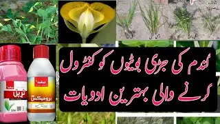 The best product for controlling wheat weeds۔گندم کی جڑی بوٹیوں کا موئثر کنٹرول۔ 