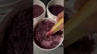 Phase one of wine making, Fermentation!
